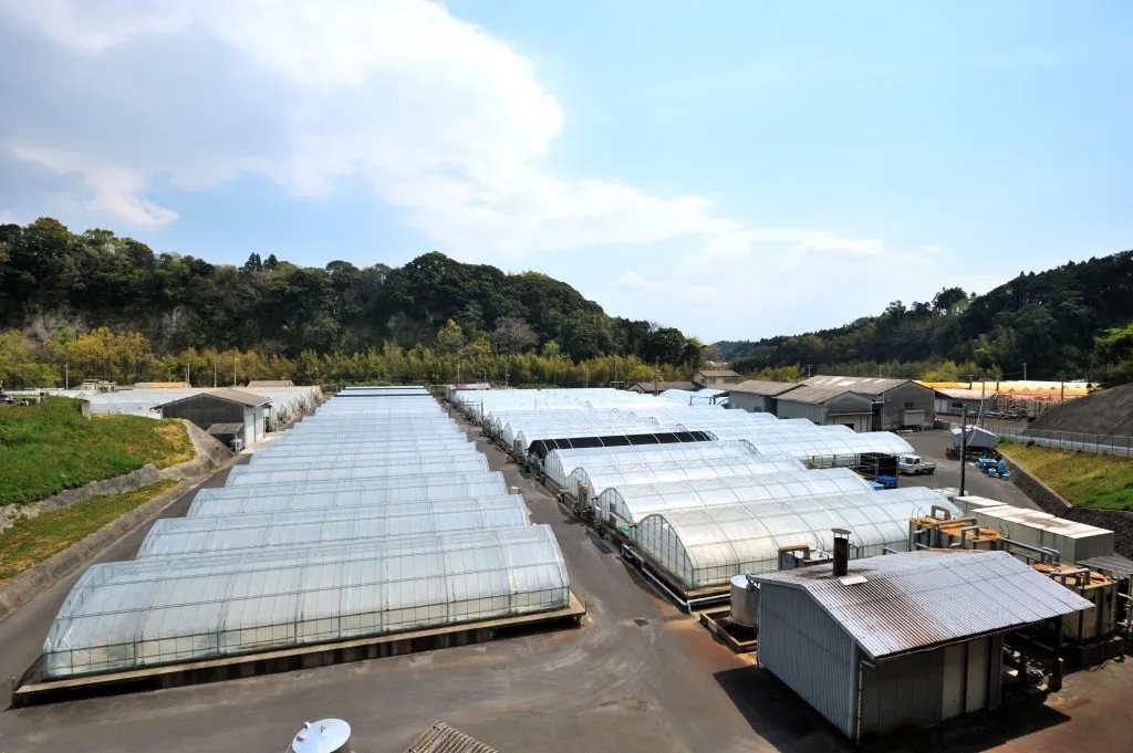 鹿児島の豊かな自然の中で育てられた国産の鰻のみを使用しております。