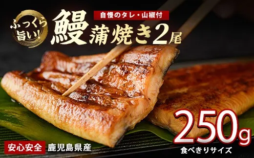 鰻蒲焼き　2尾入